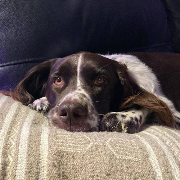 Meet your Posher, Guylain - Picture 1 of 1